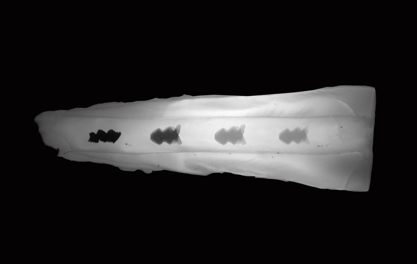 University of Pennsylvania Researchers Develop Microscopic Robots for Removing Dental Plaque