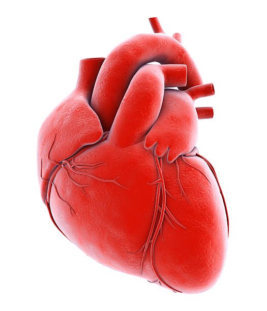 Types of Heart Valve Replacements